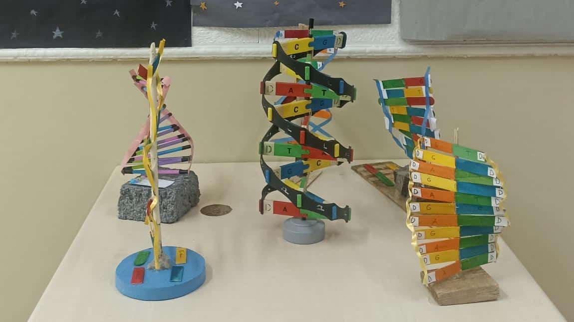 DNA Modeli Yapıyoruz